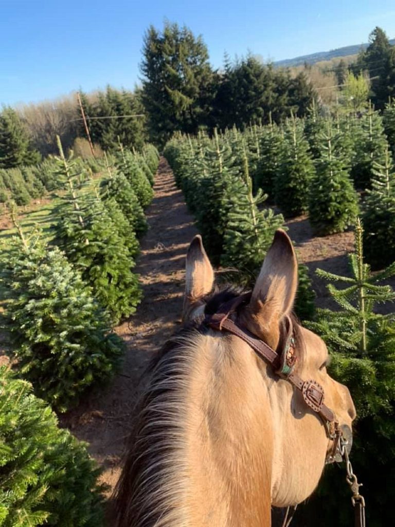 Lewis County tree farmers