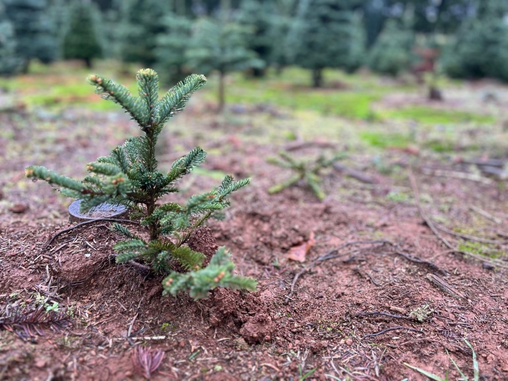 Lewis County tree farmers