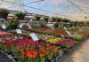 Lewis County plant nurseries