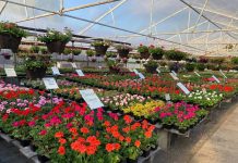 Lewis County plant nurseries